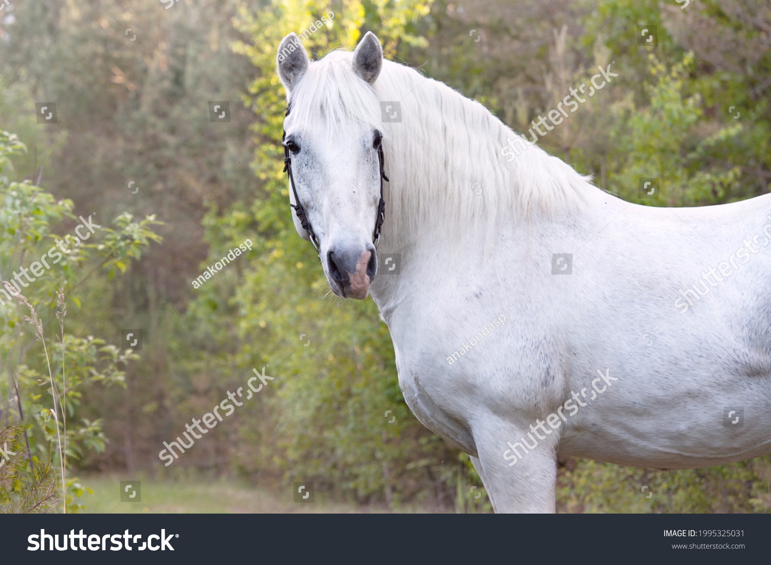 Portrait White Percheron Draft Horse Forest Stock Photo 1995325031 ...