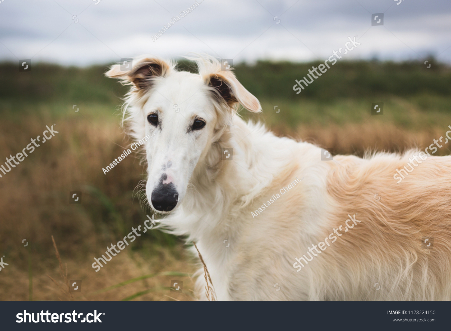 Portrait Young Happy Russian Borzoi Dog Stock Photo Edit Now 1178224150