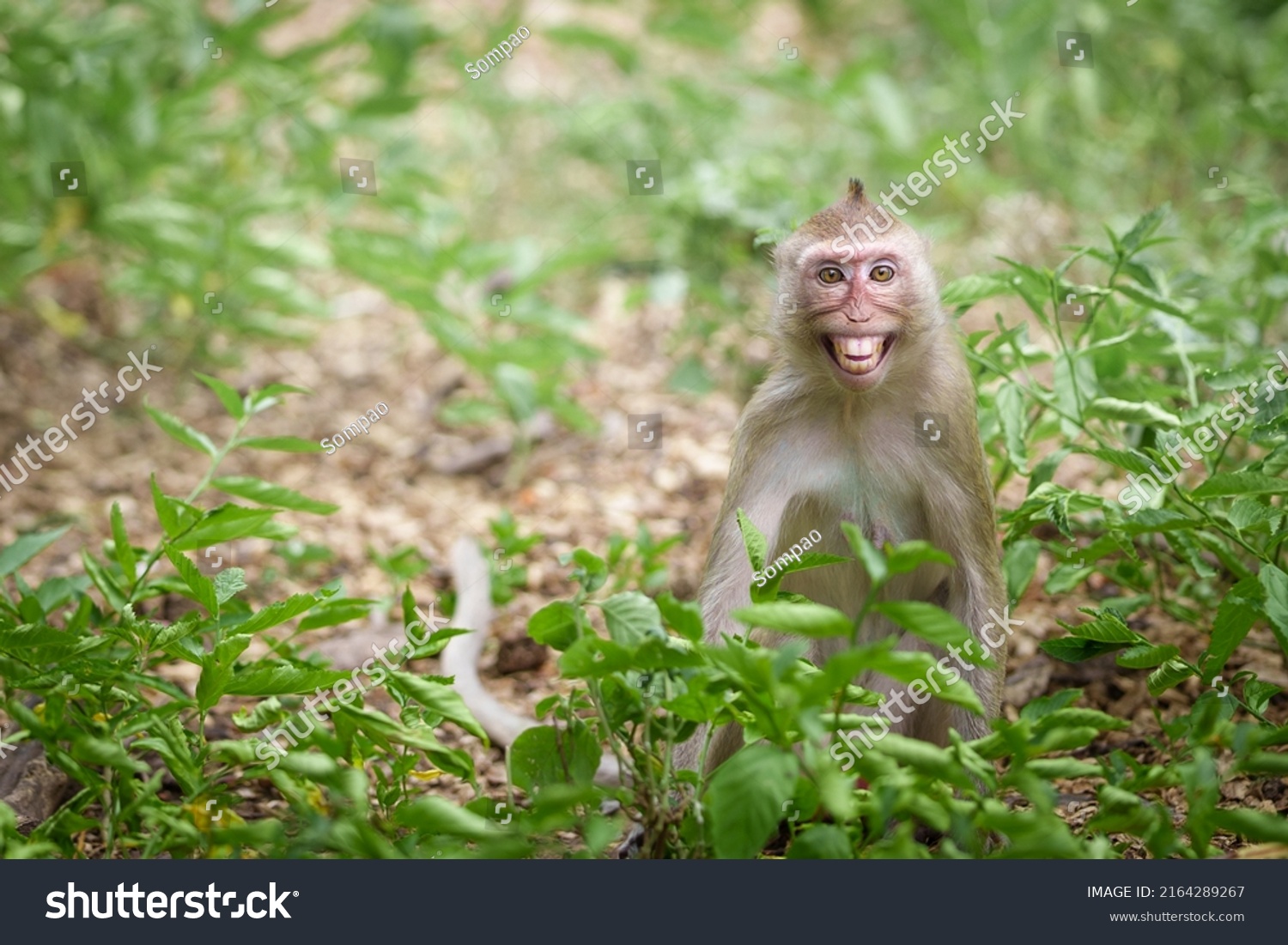 Portrait One Little Brown Monkey Macaca Stock Photo 2164289267 ...