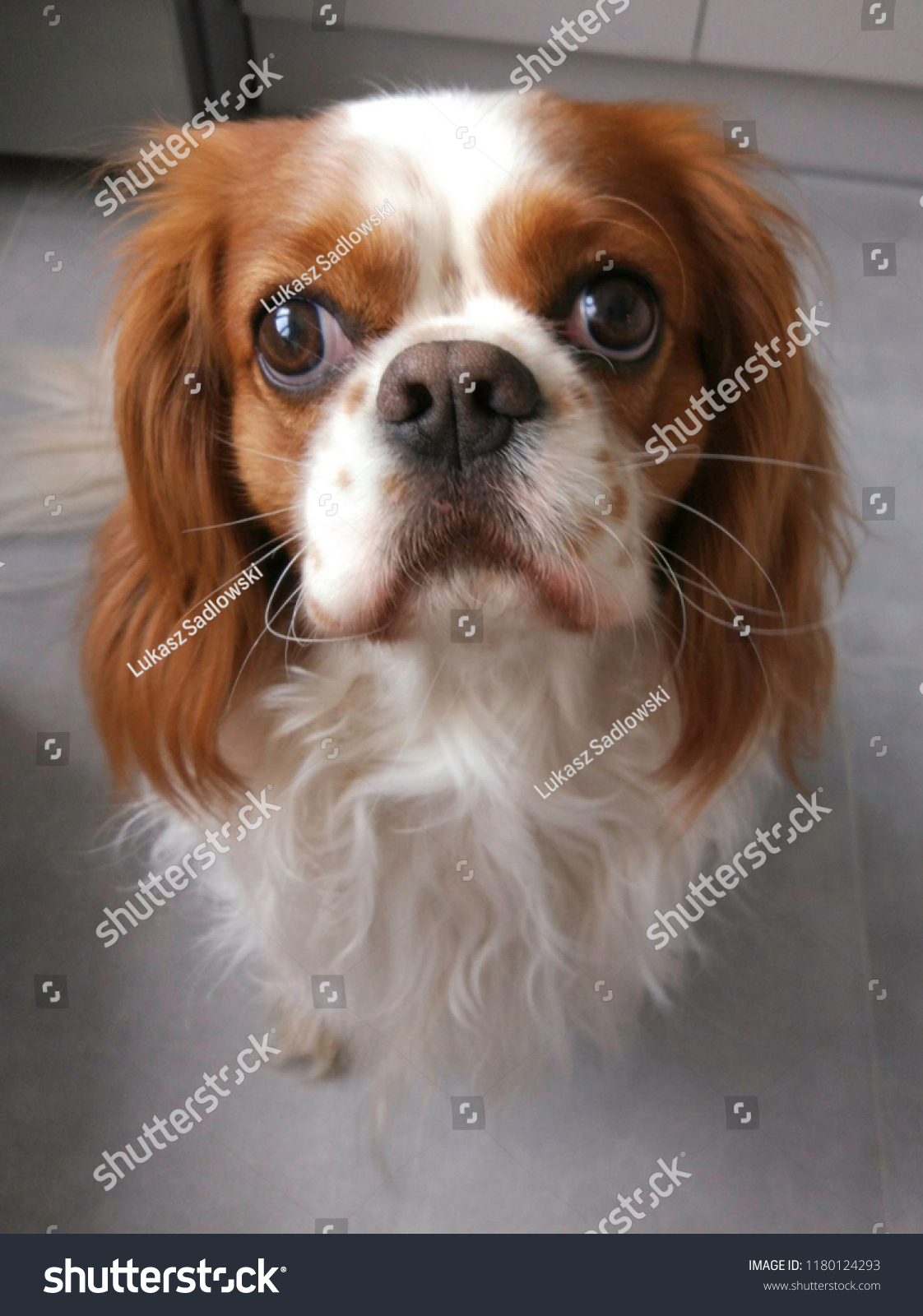 small cavalier king charles spaniel