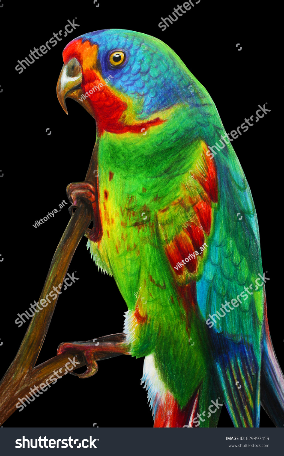 Portrait Red Lored Amazon Drawing On Stock Illustration