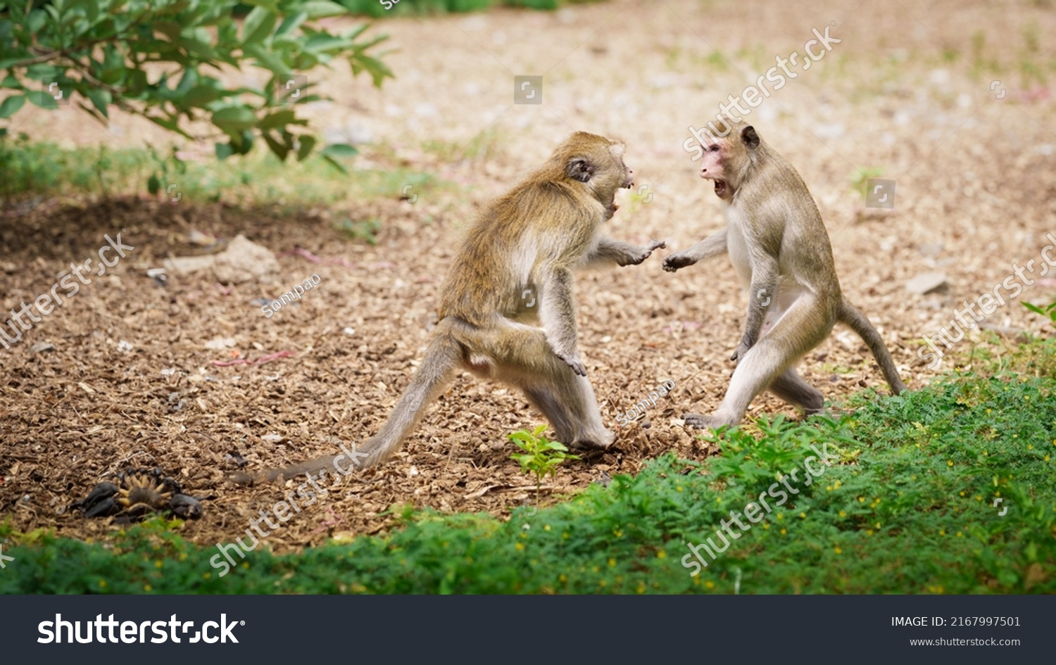 Portrait Two Monkeys Macaca Forest Park Stock Photo 2167997501