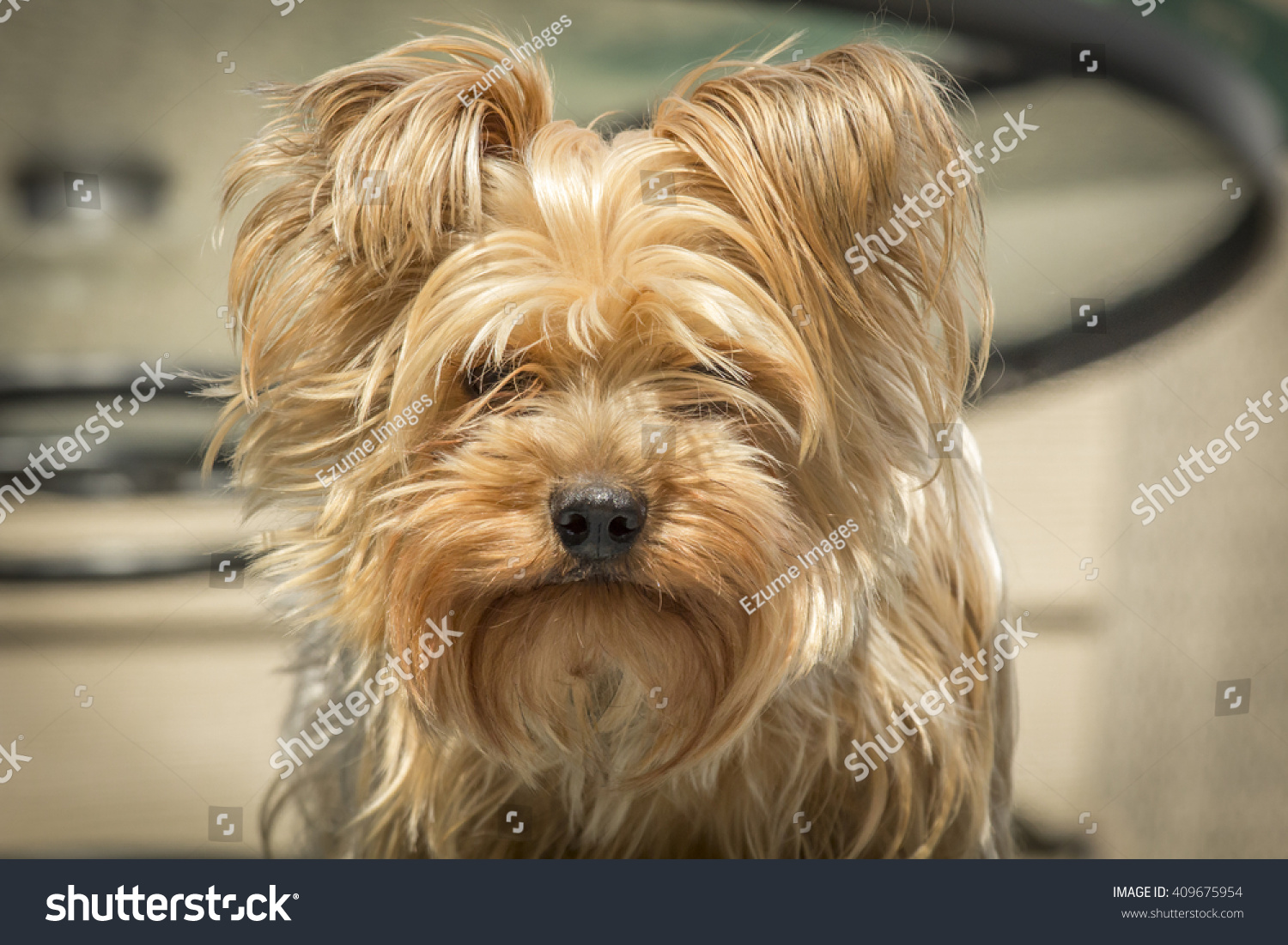 Portrait Yorkshire Terrier Yorkie Needs Haircut Stockfoto