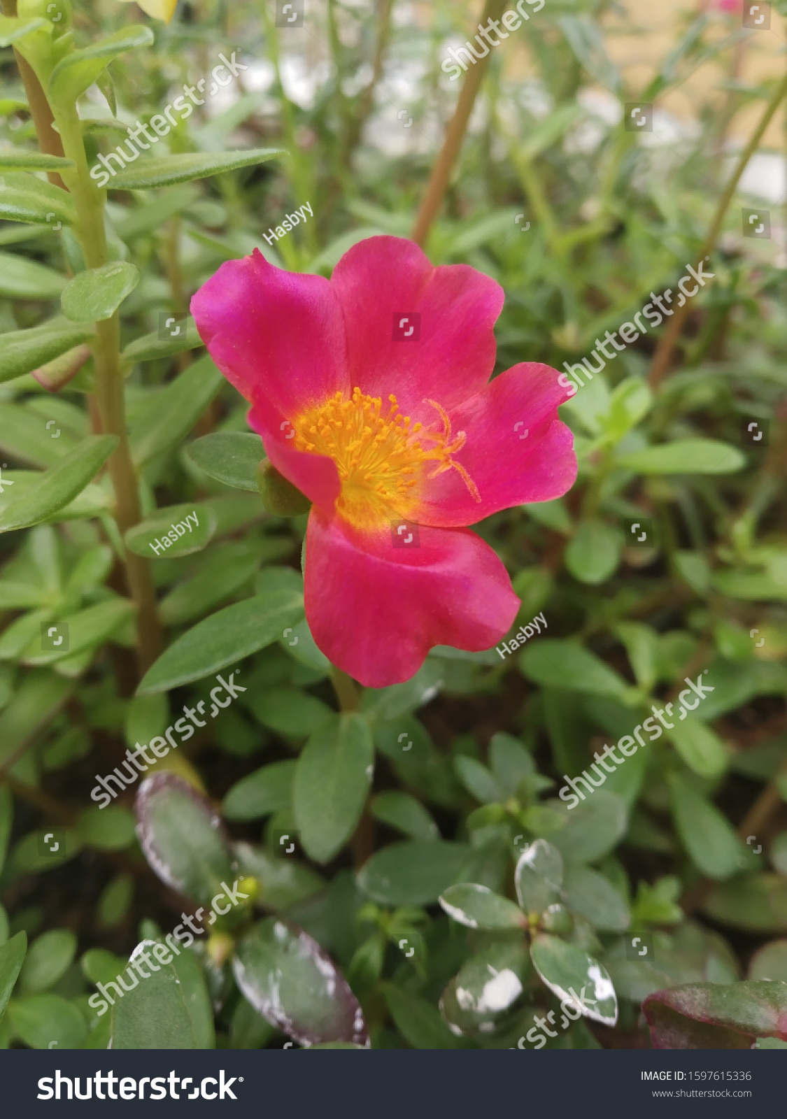 Portulaca Grandiflora 10 Oclock Moss Rose Stock Photo Edit Now