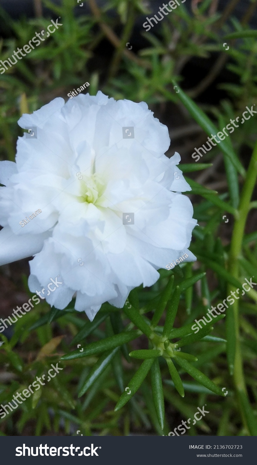 Portulaca Grandiflora Called White Nine Oclock Stock Photo 2136702723 ...