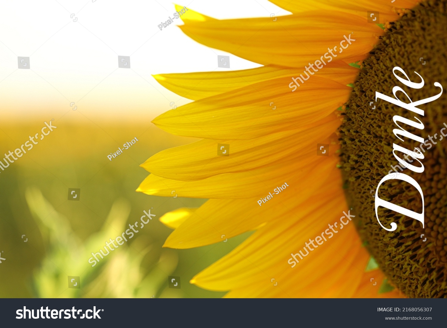 Poster Sunflower Word Danke German Thanks Stock Photo 2168056307 ...