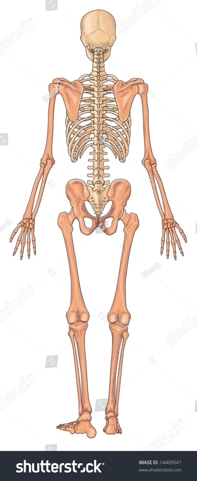 Posterior View Human Skeletal System Stock Photo 14409541 : Shutterstock