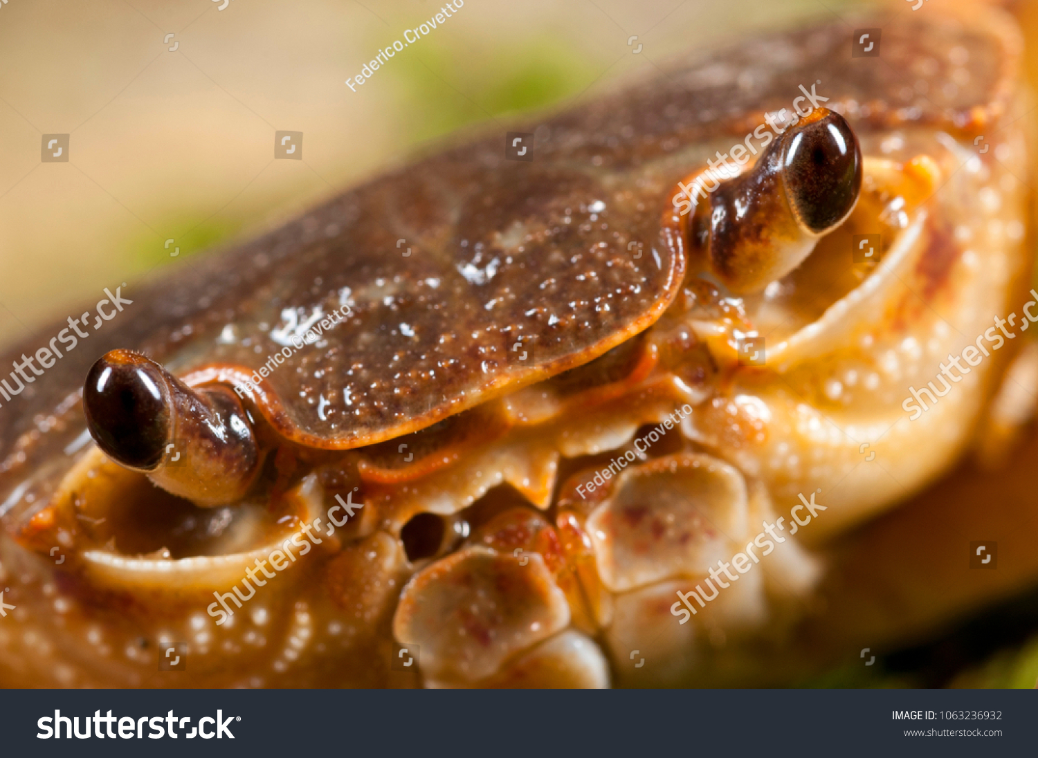 Potamon Fluviatile Freshwater Crab Stock Photo 1063236932 | Shutterstock