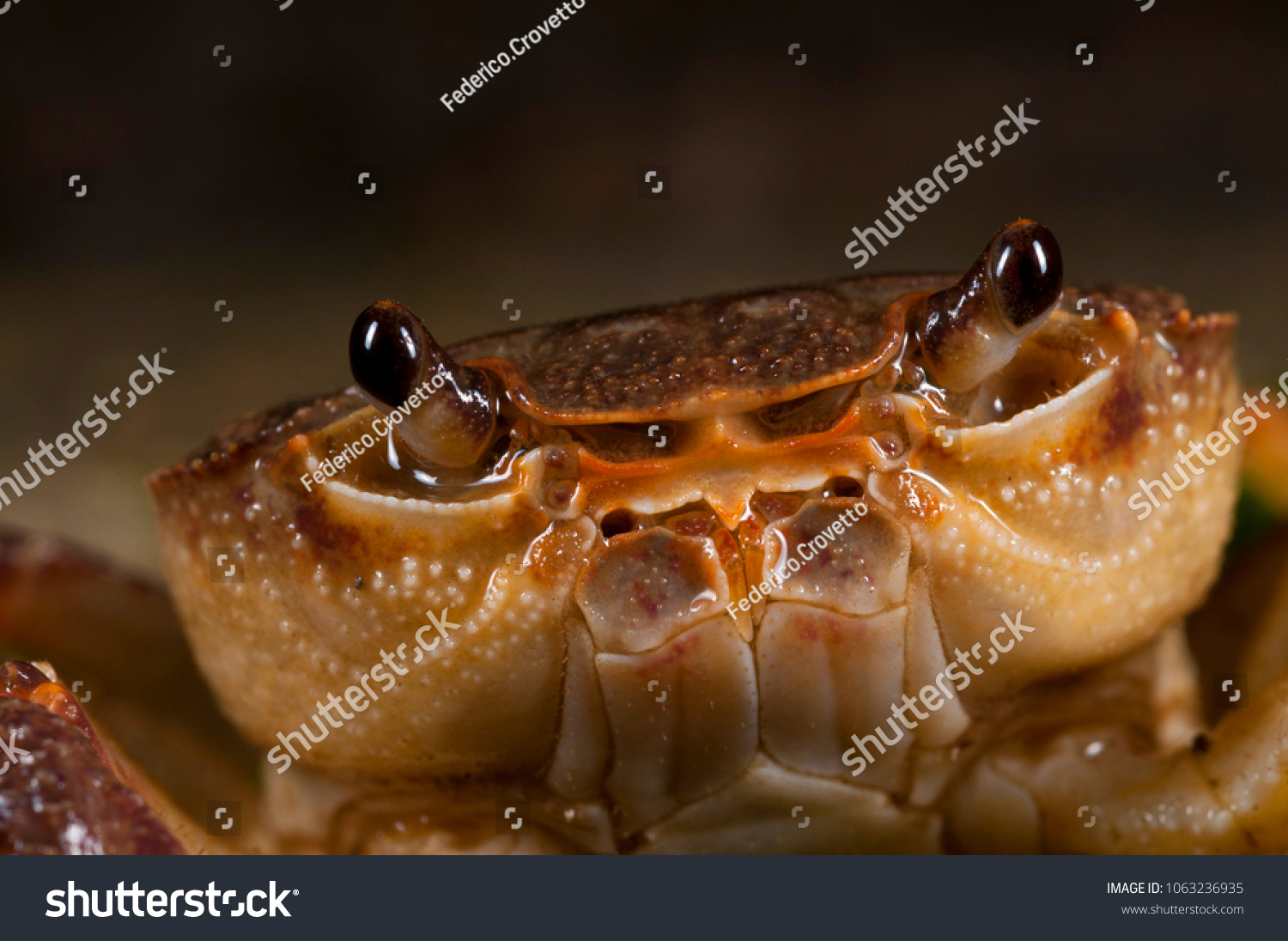 Potamon Fluviatile Freshwater Crab Stock Photo 1063236935 | Shutterstock