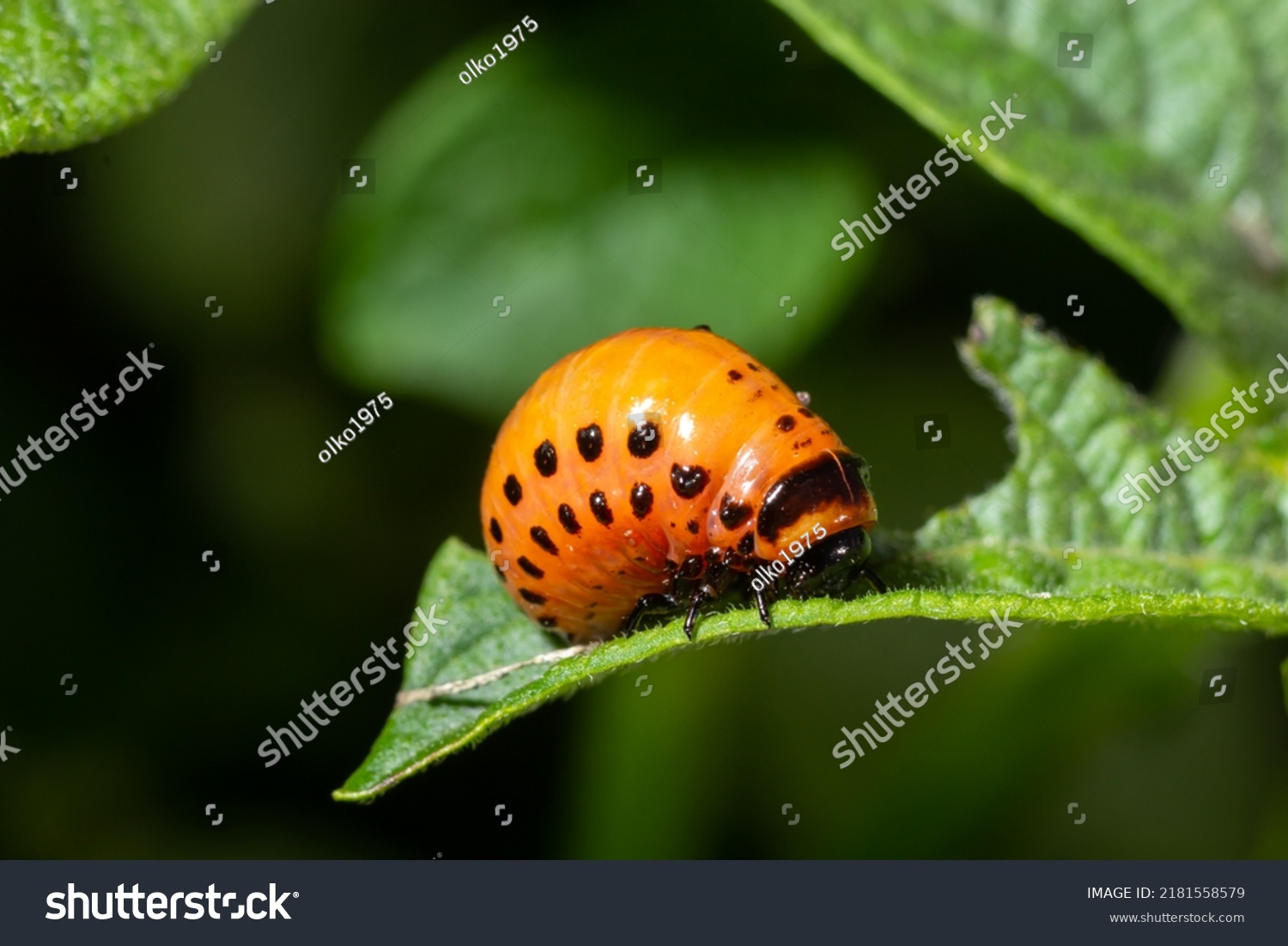 678 Ten line beetle Images, Stock Photos & Vectors | Shutterstock