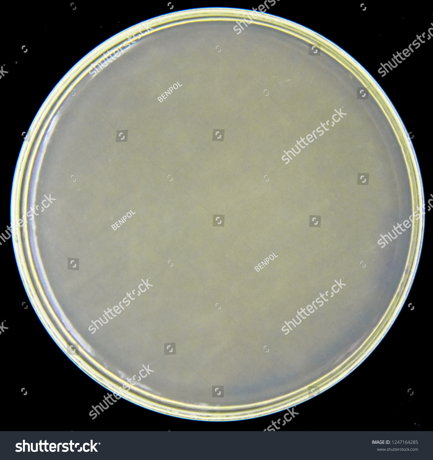 Potato Dextrose Agar Pda On Petri Stock Photo 1247164285 | Shutterstock