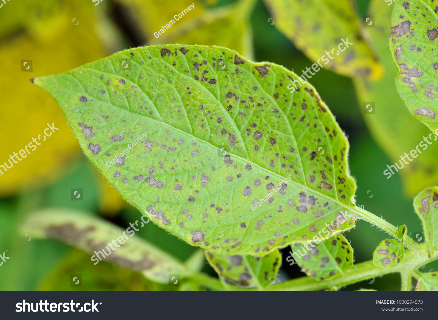 Potato Leaf Blight On Maincrop Potato Stock Photo 1030294573 