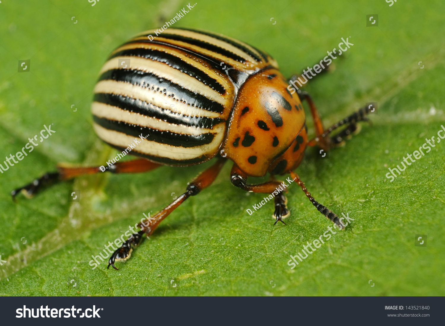 641 Ten lined potato beetle Images, Stock Photos & Vectors | Shutterstock