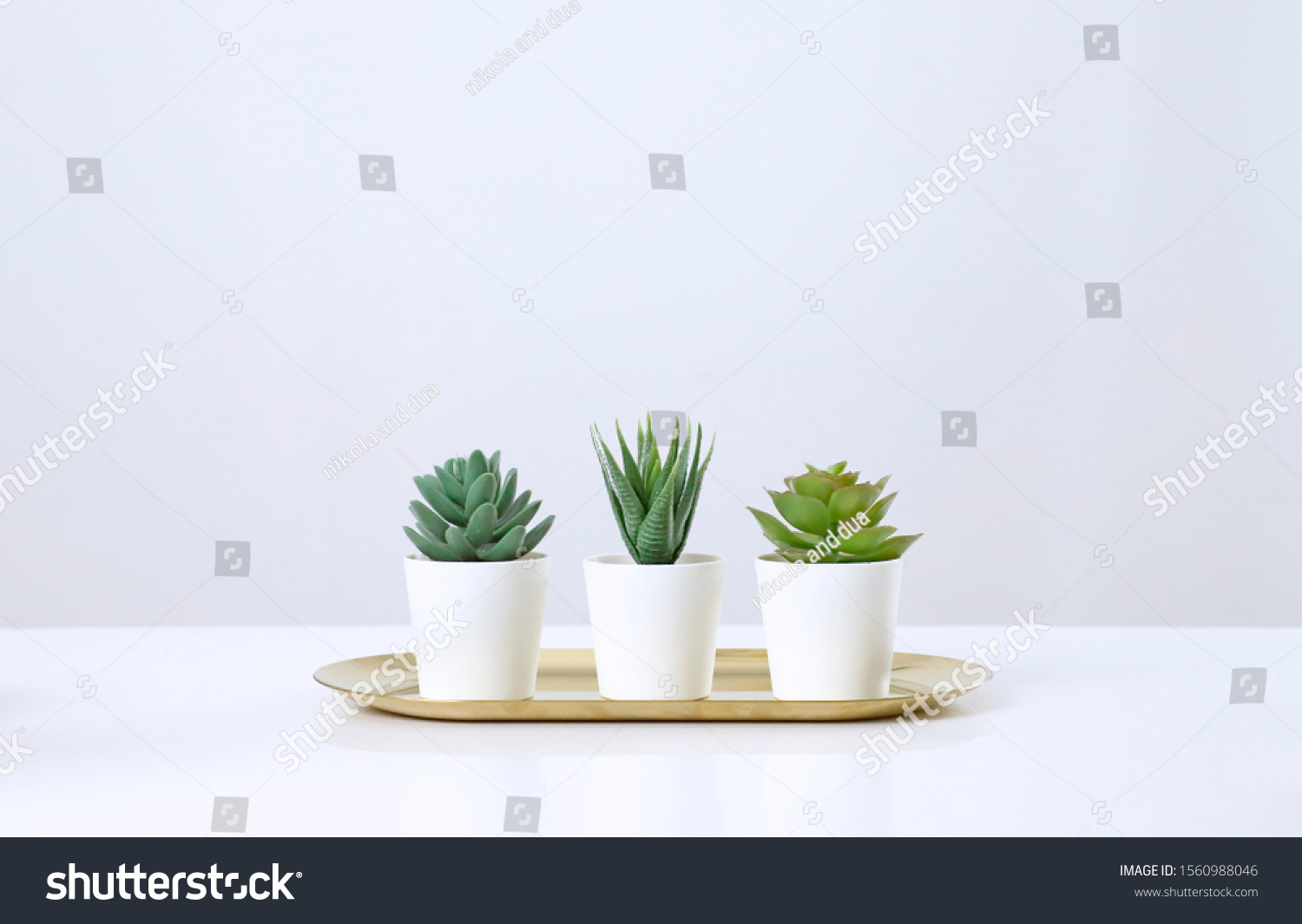 “succulent_plant_background” Images, Stock Photos & Vectors | Shutterstock