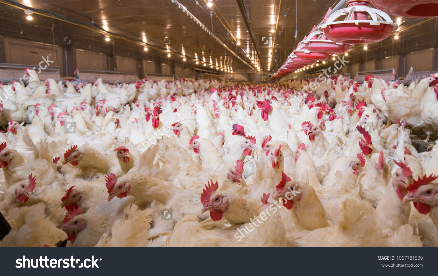 Poultry Farm Chicken Husbandry Housing Business Stock Photo 1067781539