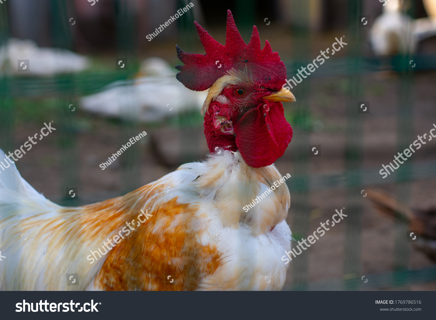 Poultry Yard Naked Neck Breed Chicken Stock Photo Shutterstock