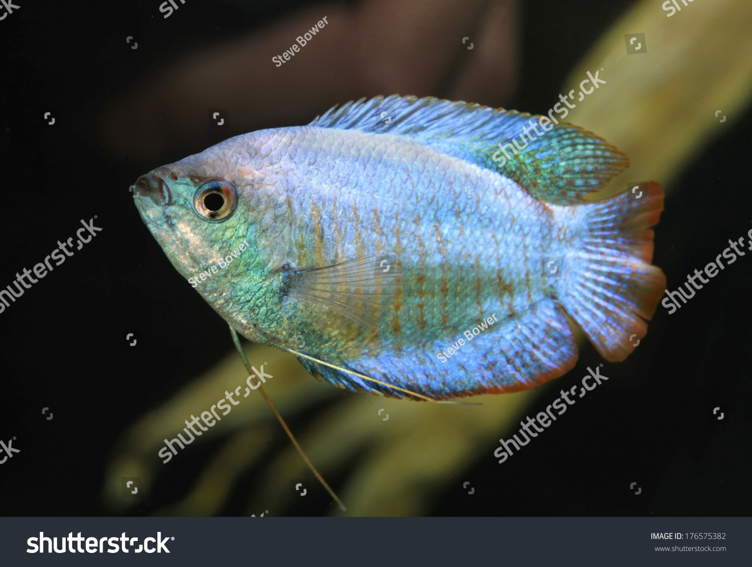 Powder Blue Dwarf Gourami Aquarium Stock Photo (edit Now) 176575382