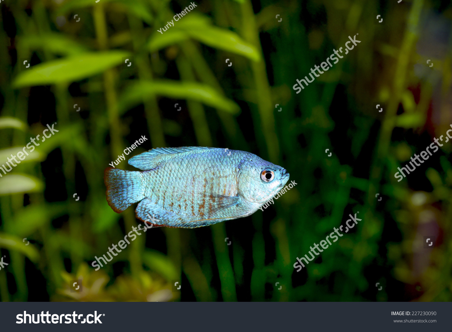 Powder Blue Dwarf Gourami Aquarium Stock Photo 227230090 - Shutterstock