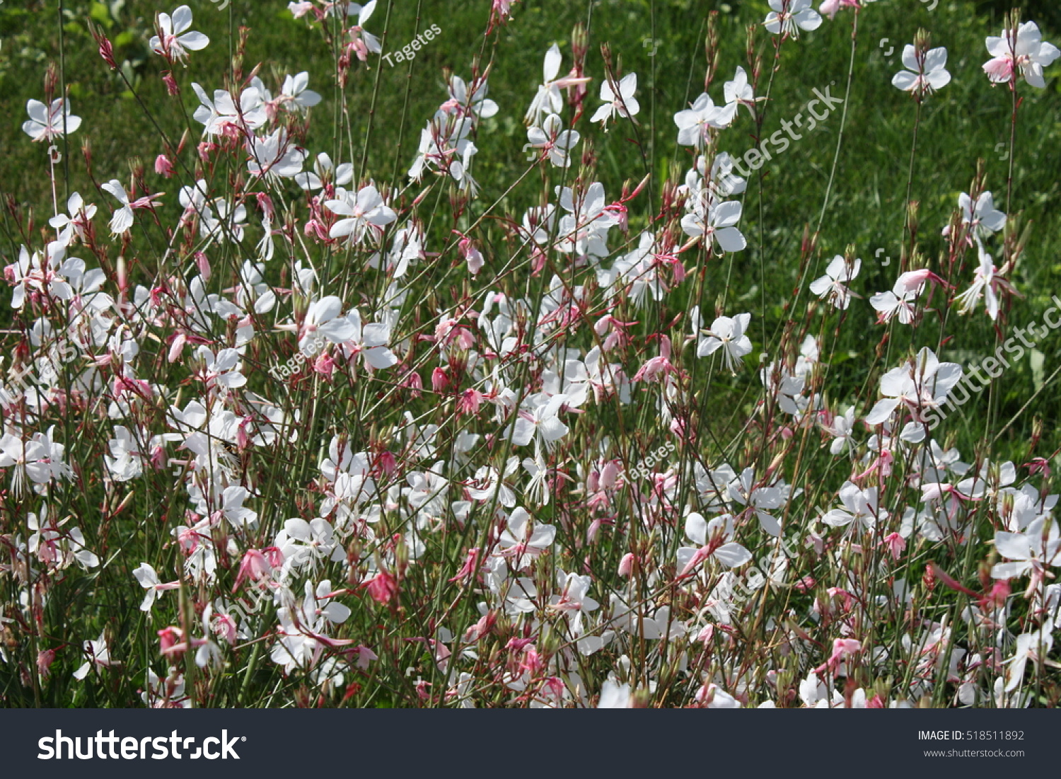 Gaura lindheimeri Prachtkerze