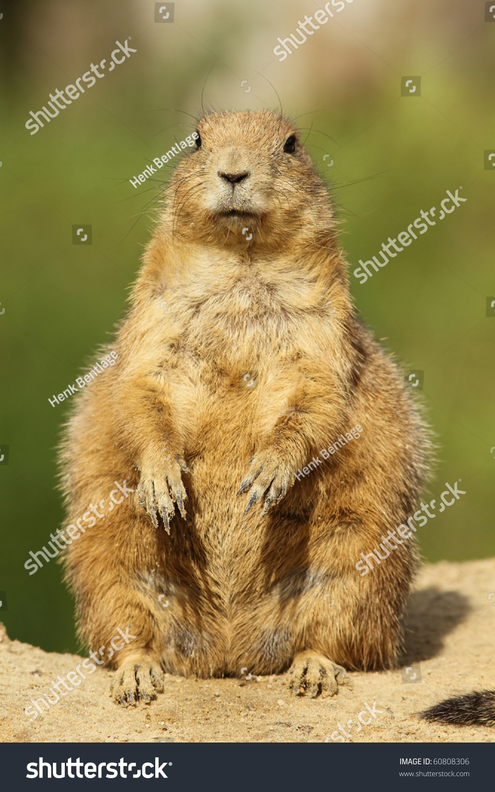 Prairie Dog Standing Upright Stock Photo 60808306 : Shutterstock