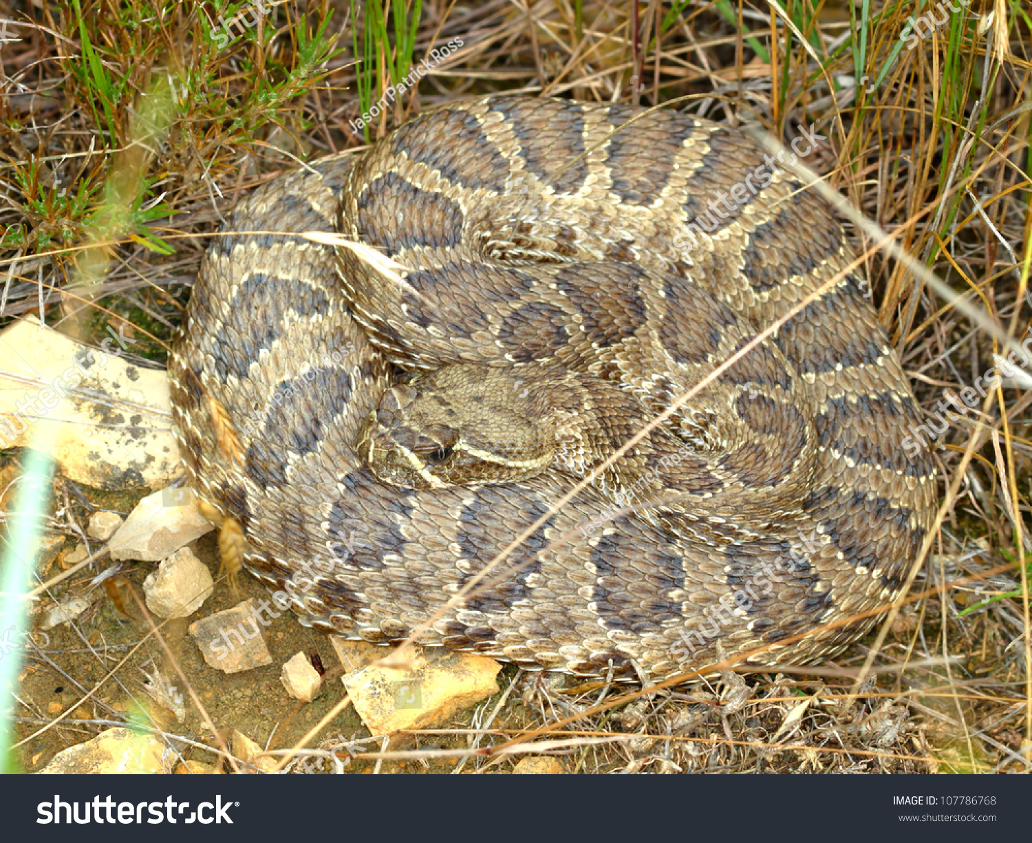 Prairie Rattlesnake (Crotalus Viridis) In Badlands National Park Of ...