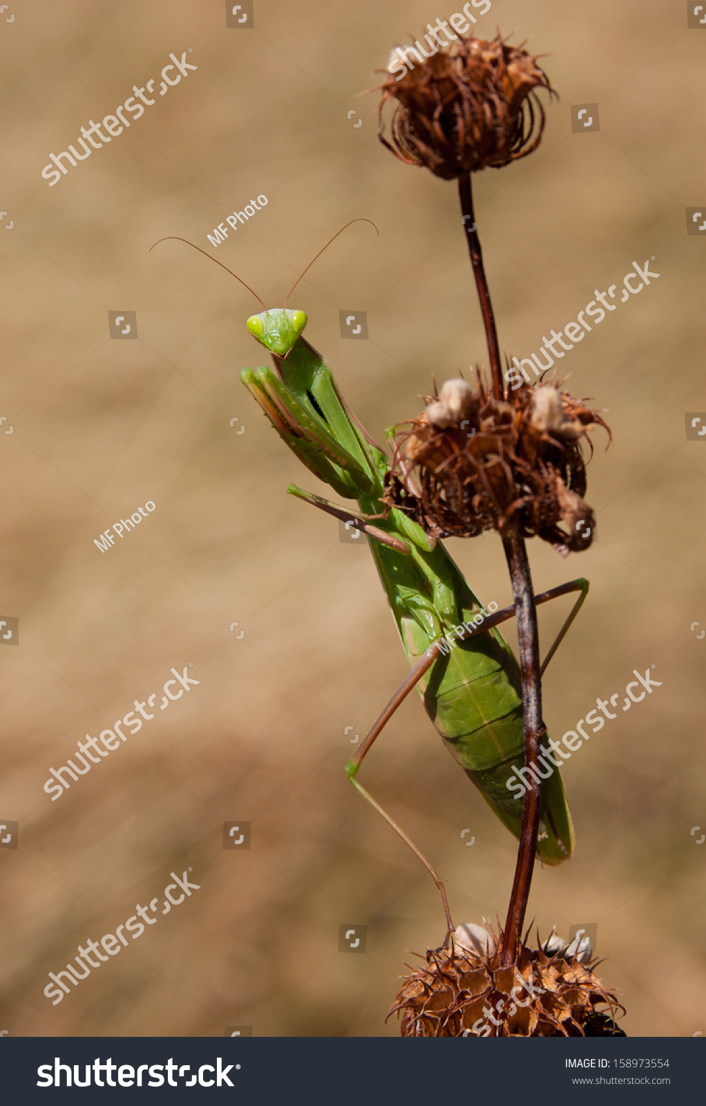 Praying Mantis Stock Photo 158973554 - Shutterstock