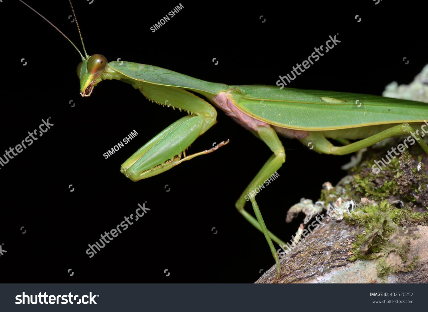 Praying Mantis Stock Photo 402520252 - Shutterstock