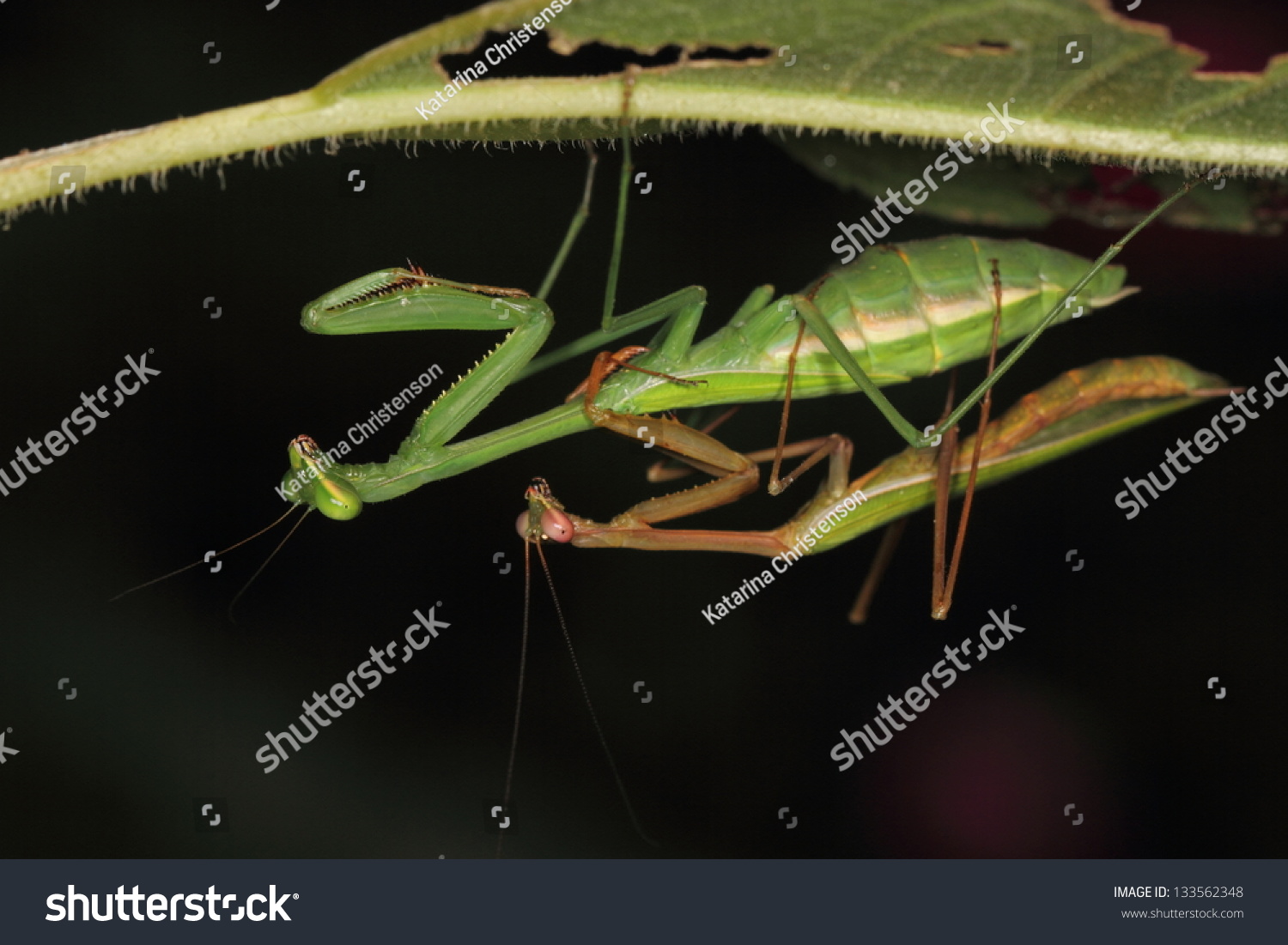 Praying Mantis Pair Mating Stock Photo Shutterstock