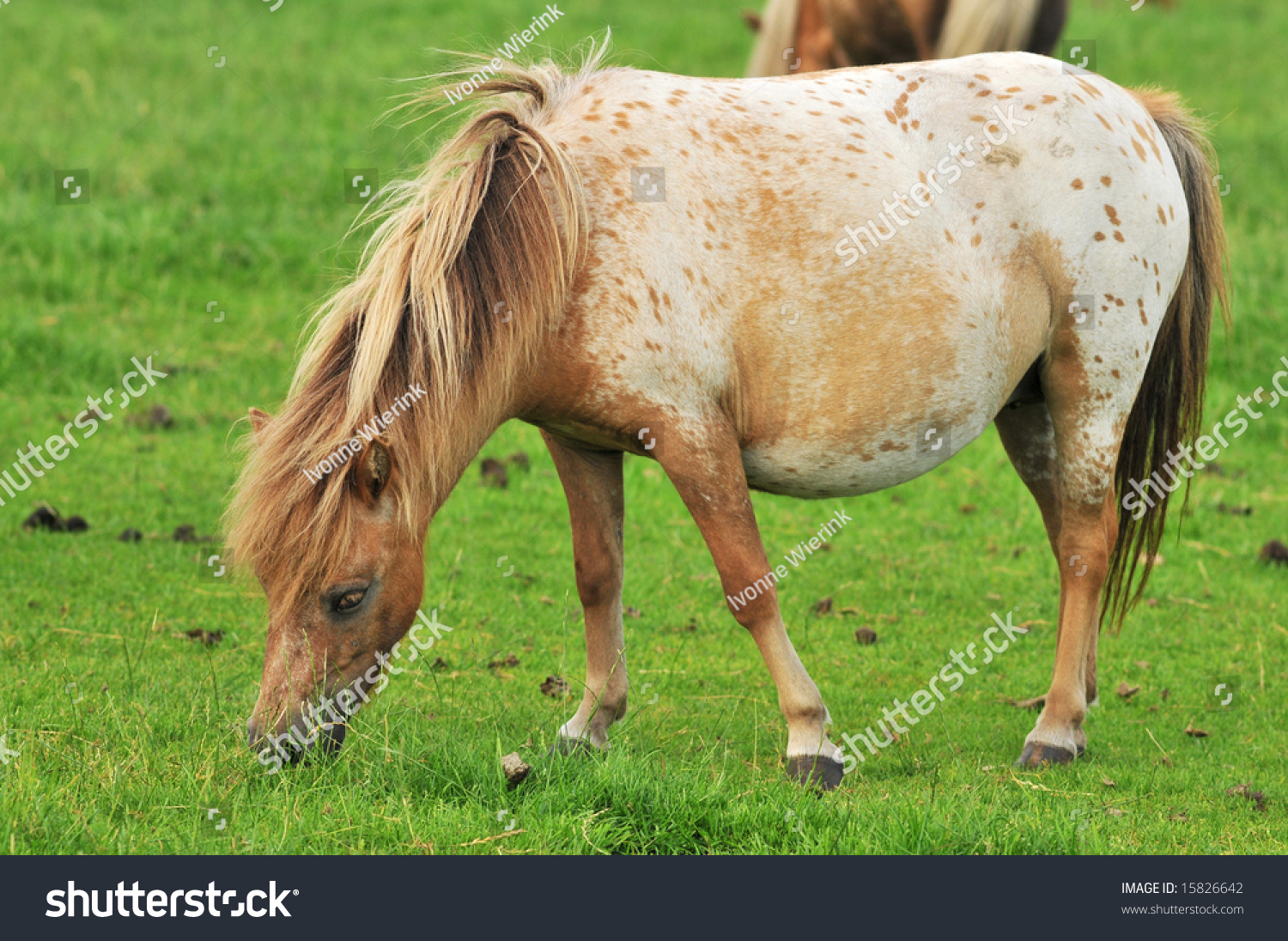 Pregnant American Mini Horse Grass Stock Photo 15826642 Shutterstock