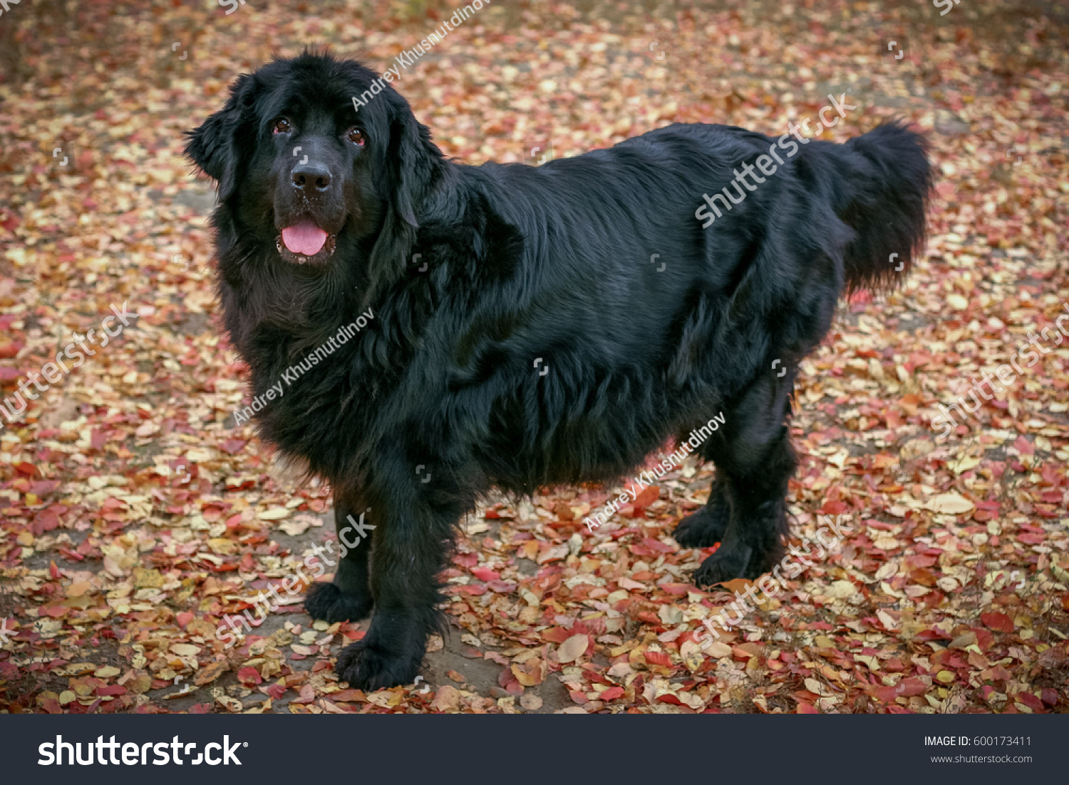 Pregnant Newfoundland Dog Background Fallen Leaves Stock Photo Edit Now 600173411