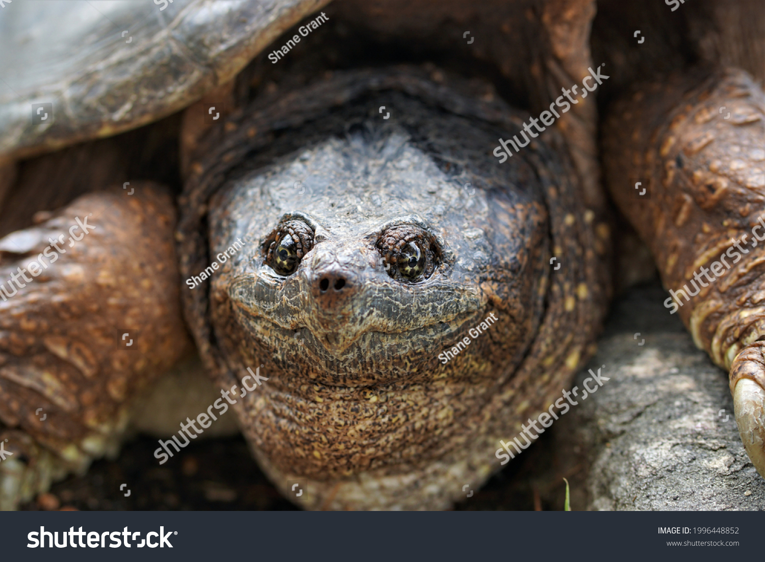 Prehistoric Snapping Turtle Taking Sun Stock Photo 1996448852 ...