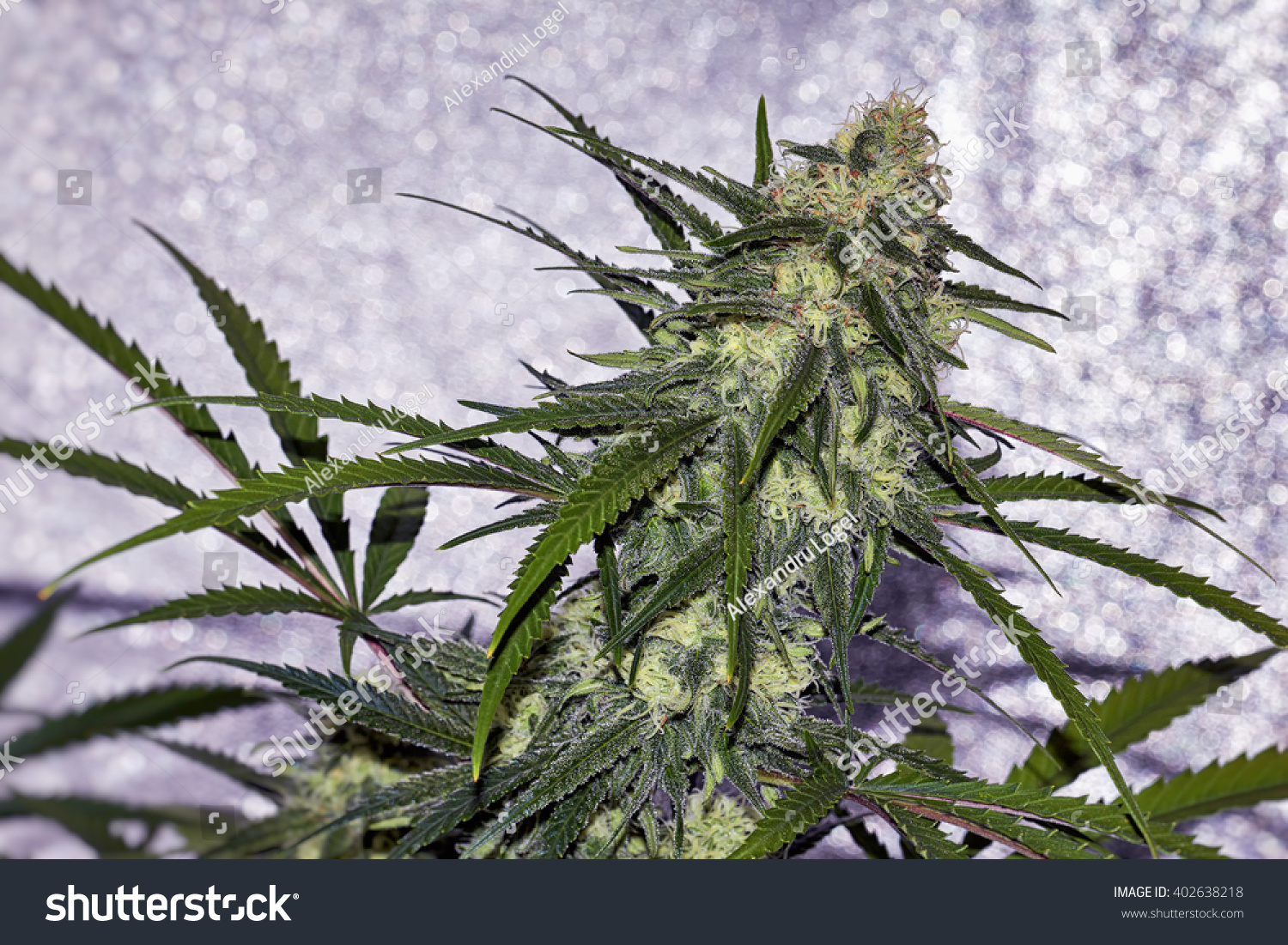 Premium Marijuana Plant Budding Orange Hairs Stock Photo Edit Now