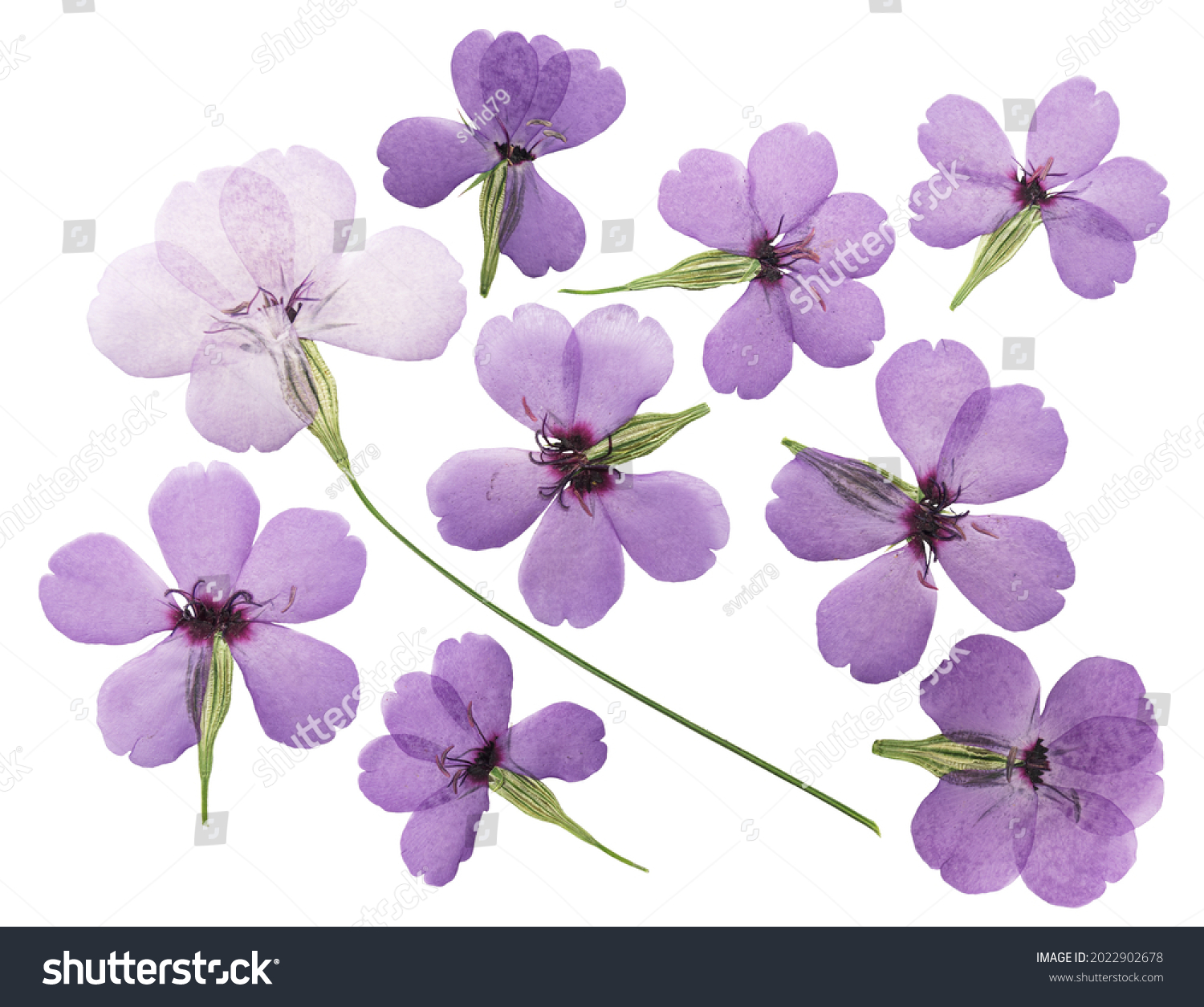 Real pressed flowers pressed phlox flowers purple pressed flowers