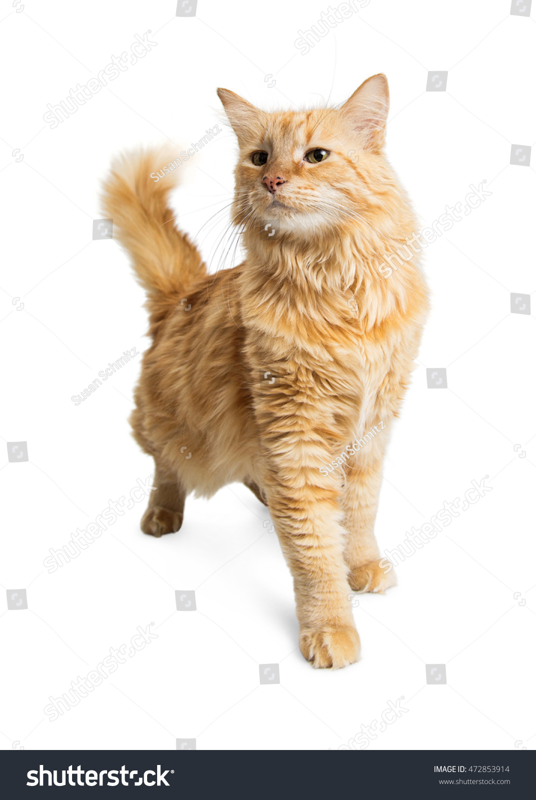 Pretty Adult Orange Longhair Tabby Cat Stock Photo Shutterstock