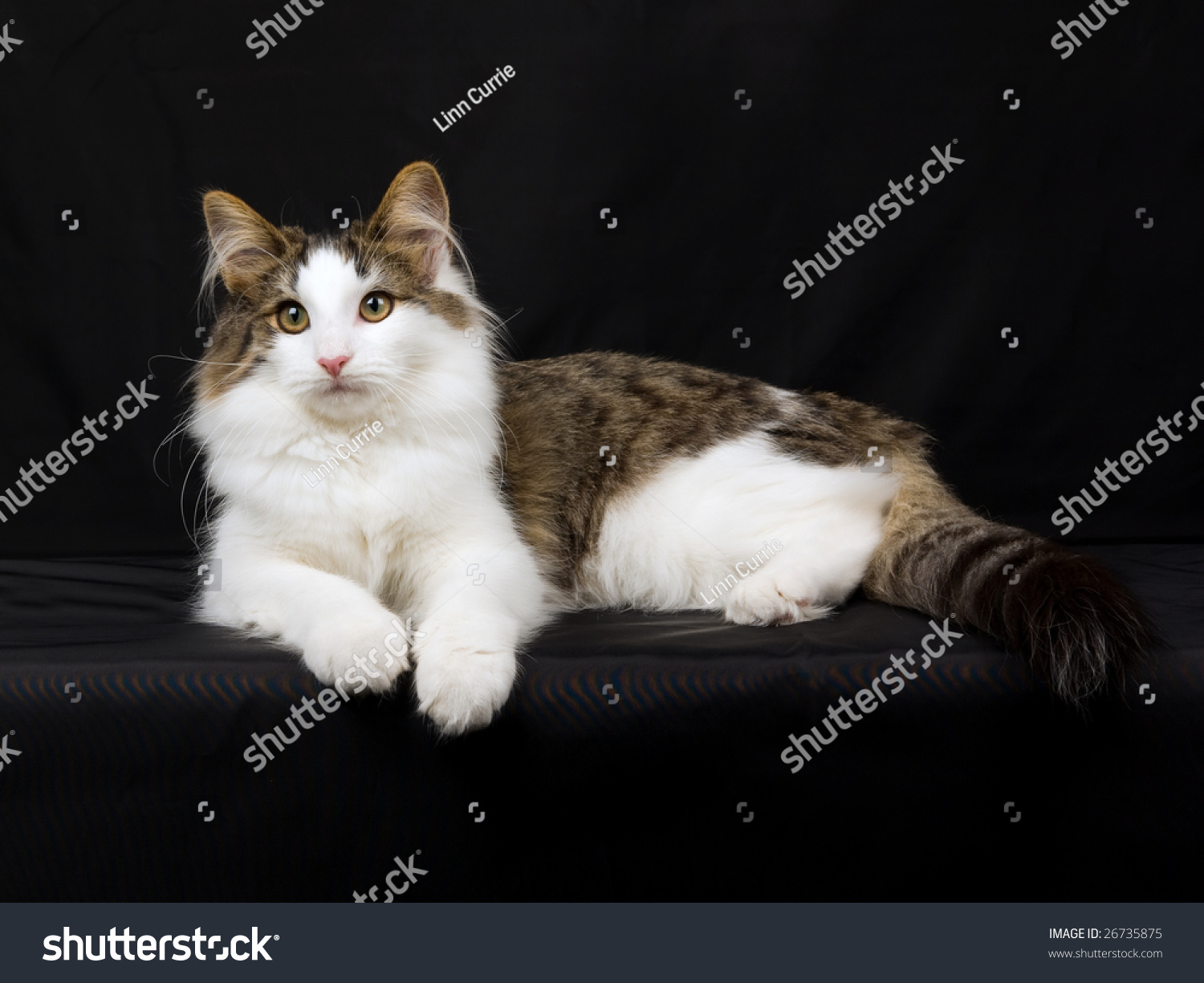 Featured image of post Simple Way to Norwegian Forest Cat Black Brown And White