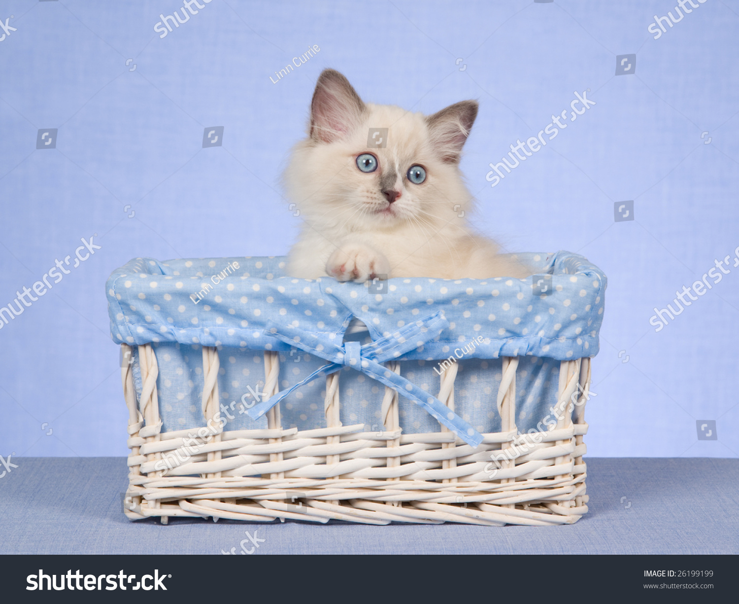 Pretty And Cute Ragdoll Kitten Sitting In White Woven Basket, On Light A Kitten Sits In A Lightweight Basket