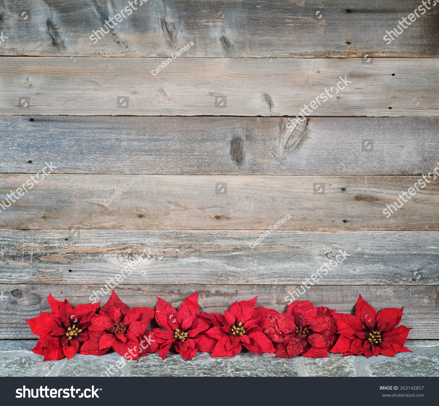 Pretty Faux Red Christmas Poinsettias Row Stock Photo Edit Now