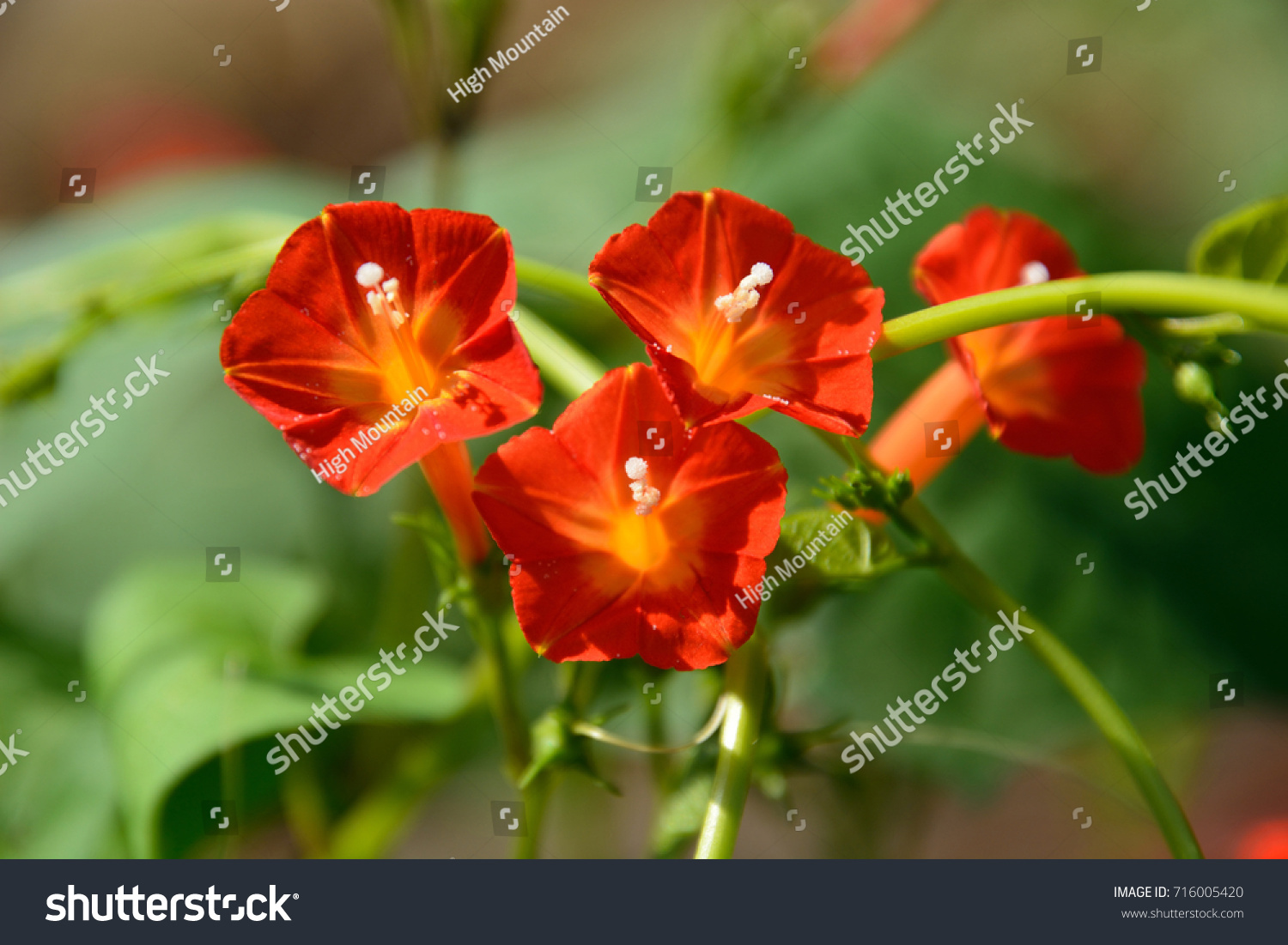 Pretty Flowers Red Morning Glory Stock Photo Edit Now 716005420