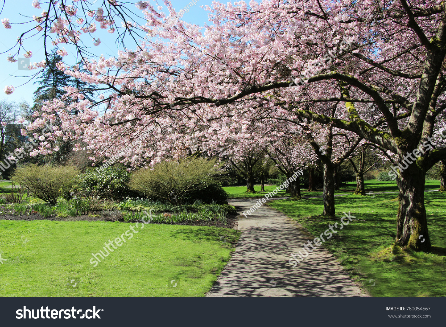 Pretty Garden Path Cherry Blossom Trees Stock Photo Edit Now