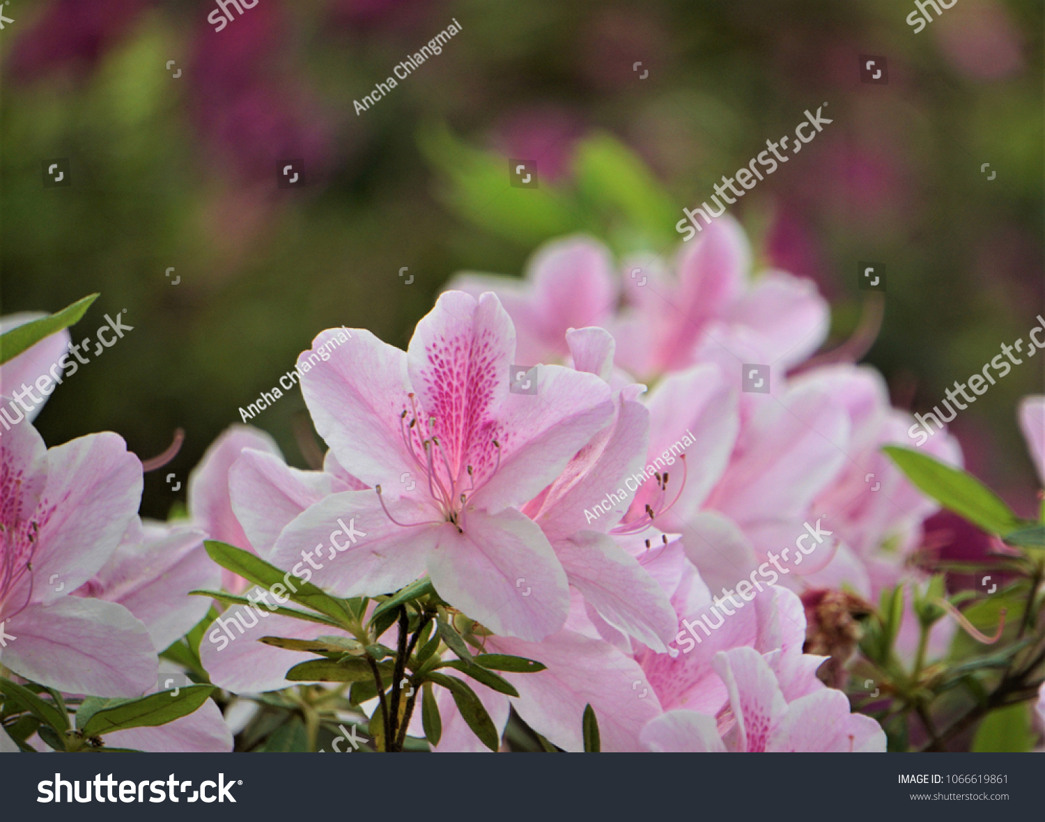 Pretty Pink Azalea Flower Blooming Callaway Stock Photo Edit Now