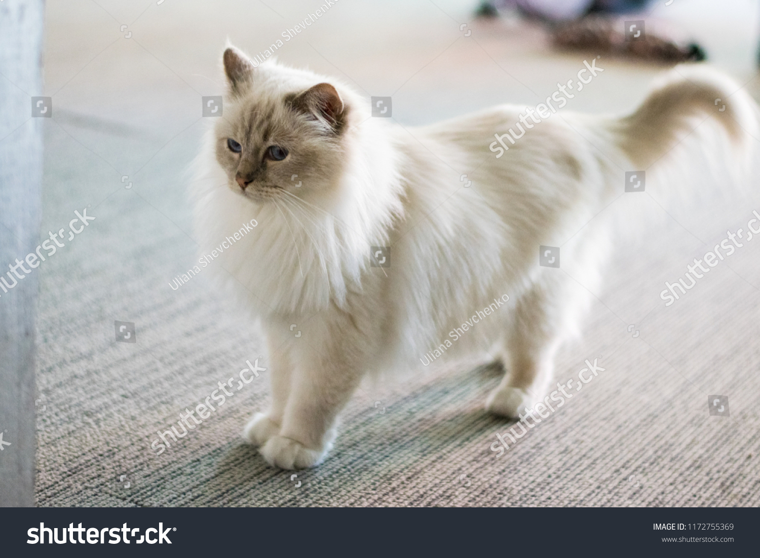 pretty white cat