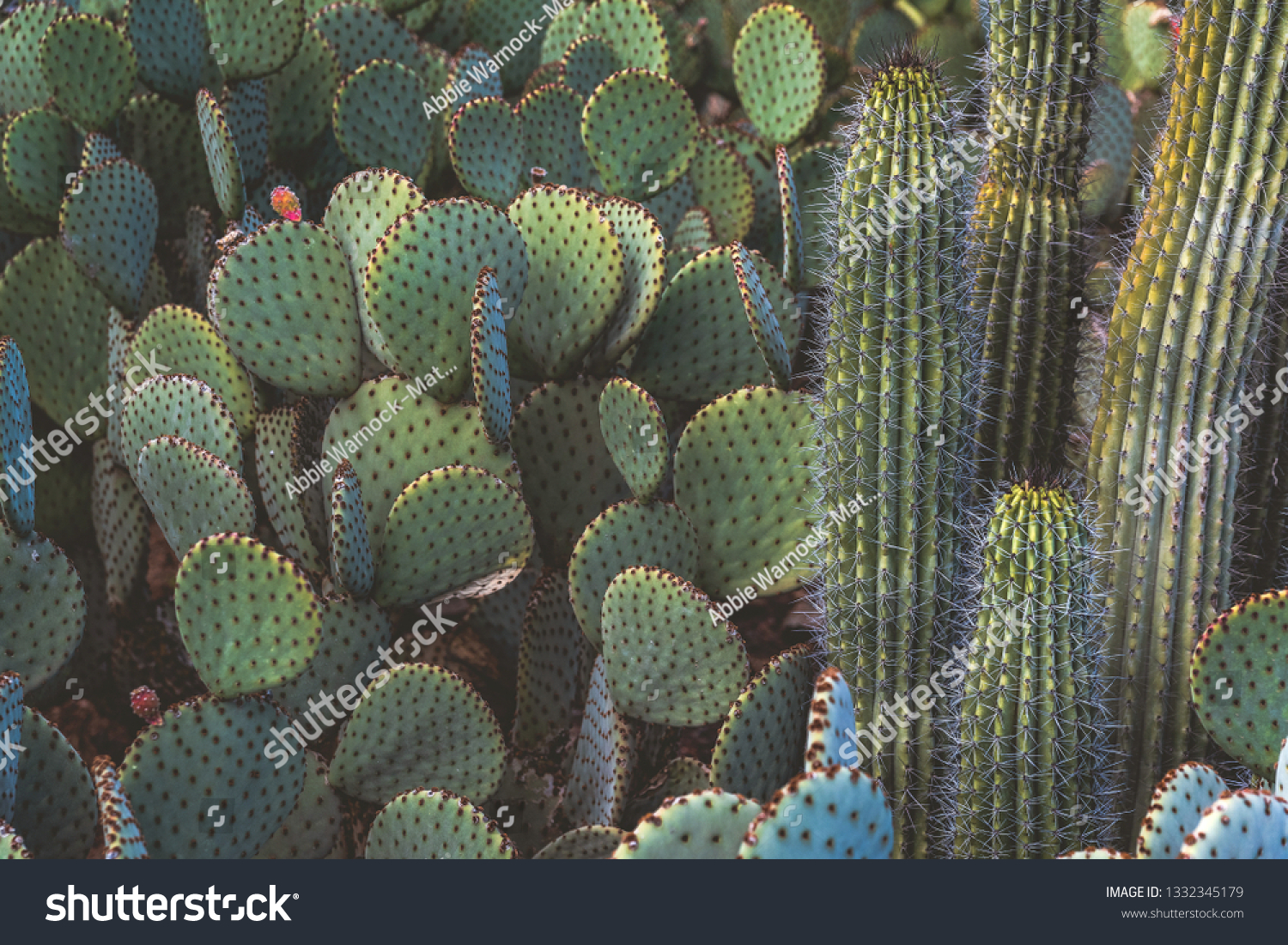 Prickly Pear Cactus Opuntia Species Grows Stock Photo Edit Now 1332345179