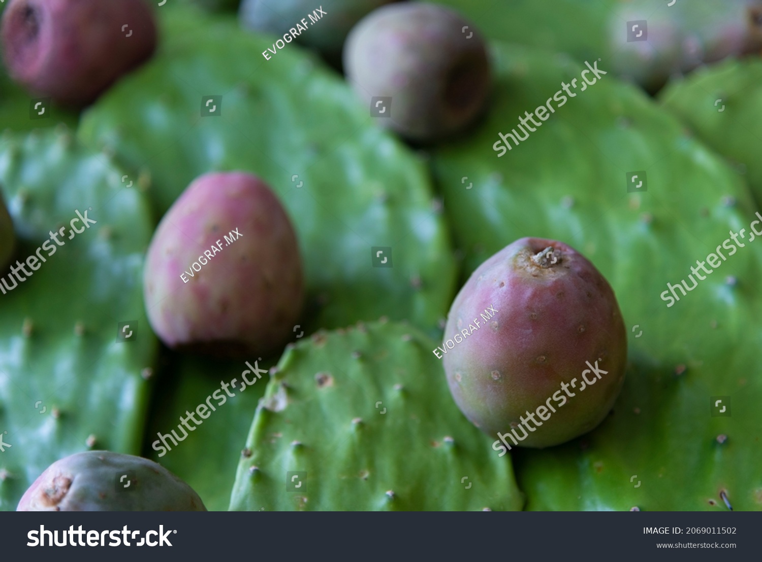 Prickly Pear Nopal Xoconostle Mexican Fruit Stock Photo 2069011502 