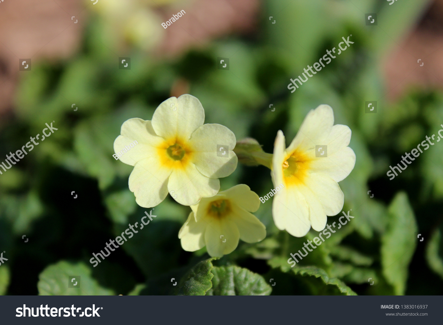 春に咲く最初の花の一つが薄黄色のプリムローズ 尋常性プリムラ である 開花目を釘付けにしてある の写真素材 今すぐ編集