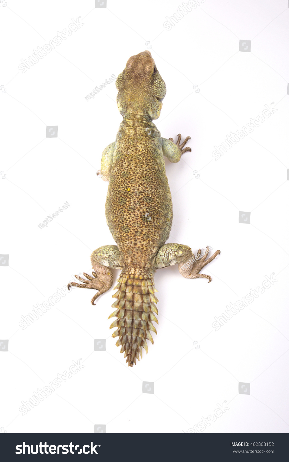 Princely Spinytailed Lizard Uromastyx Princeps Somalia Stock Photo ...