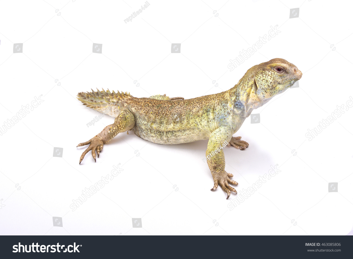 Princely Spinytailed Lizard Uromastyx Princeps Somalia Stock Photo ...