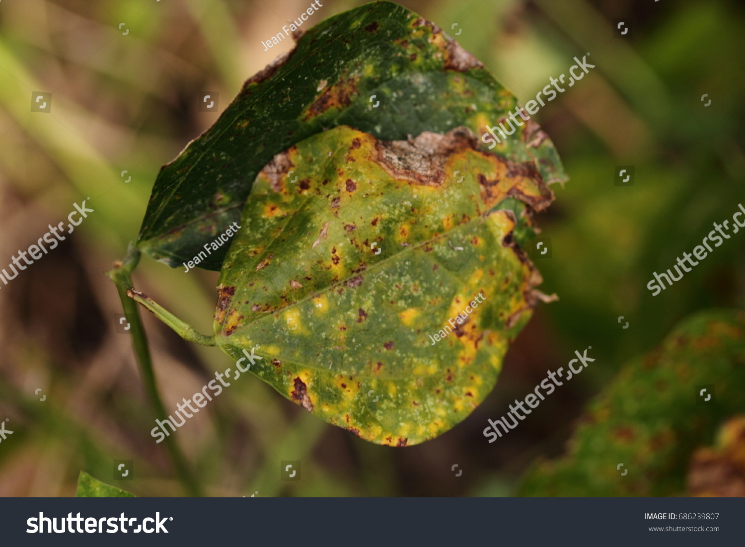 9,111 Bean disease Images, Stock Photos & Vectors Shutterstock
