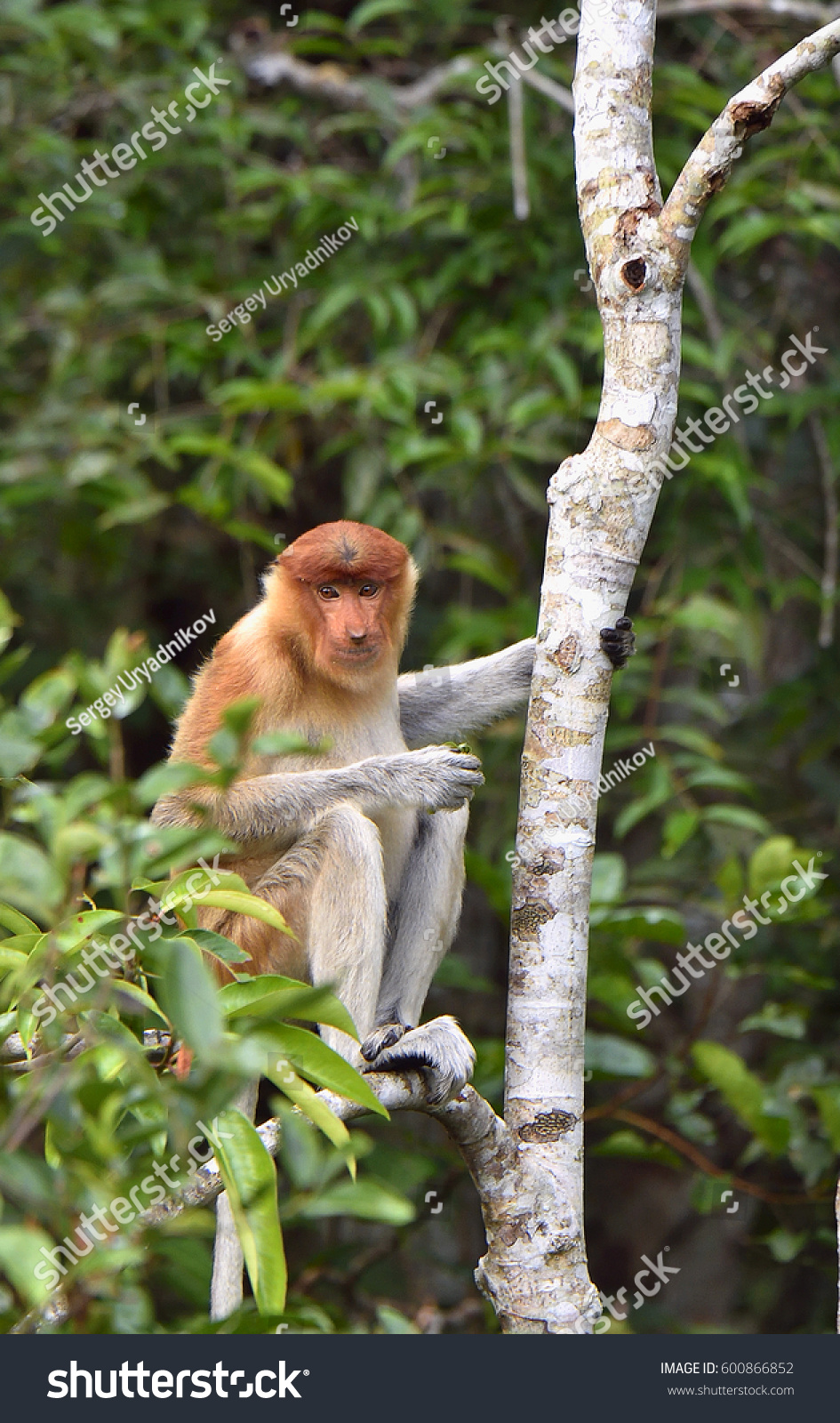 Proboscis Monkey Sitting On Tree Wild Stock Photo (edit Now) 600866852