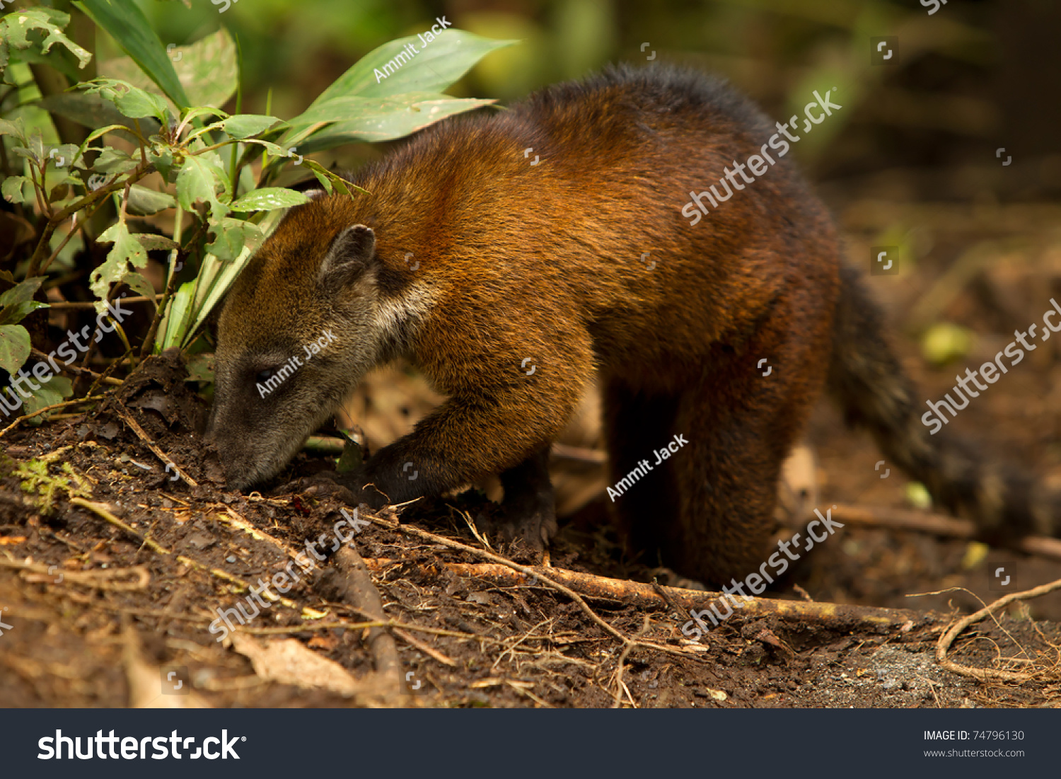 Procyon Cancrivorus, Brown Species Of Raccoon, Shot In The Wild ...