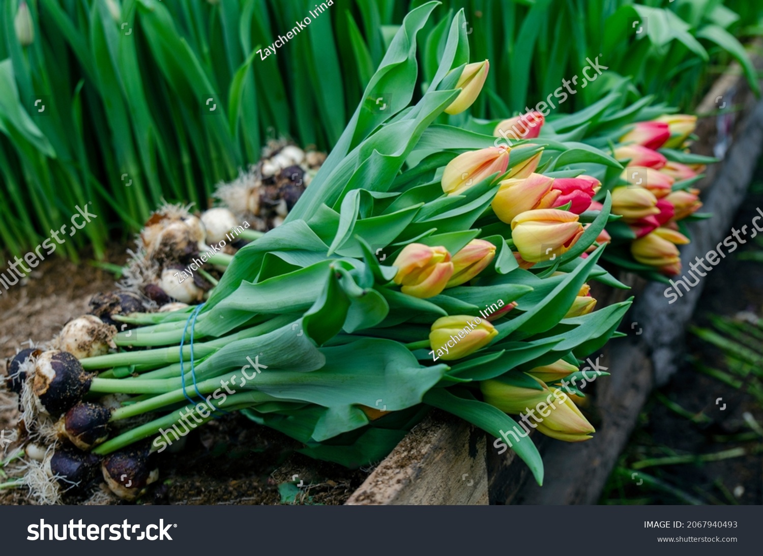 9 276 Flower Wholesale Images Stock Photos Vectors Shutterstock   Stock Photo Production Of Tulips From The Manufacturer Yellow And Red Tulips Packaged For Sale To Wholesale 2067940493 